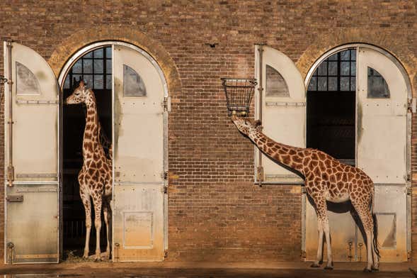 Biglietti per ZSL London Zoo