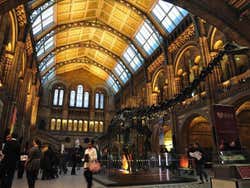 Museo di Storia Naturale, Hall