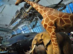 Museo di Storia Naturale, biodiversità