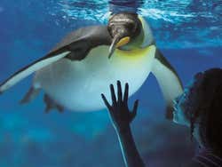 Pinguino del Sea Life London Aquarium